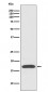 Anti-Cyclophilin A PPIA Rabbit Monoclonal Antibody